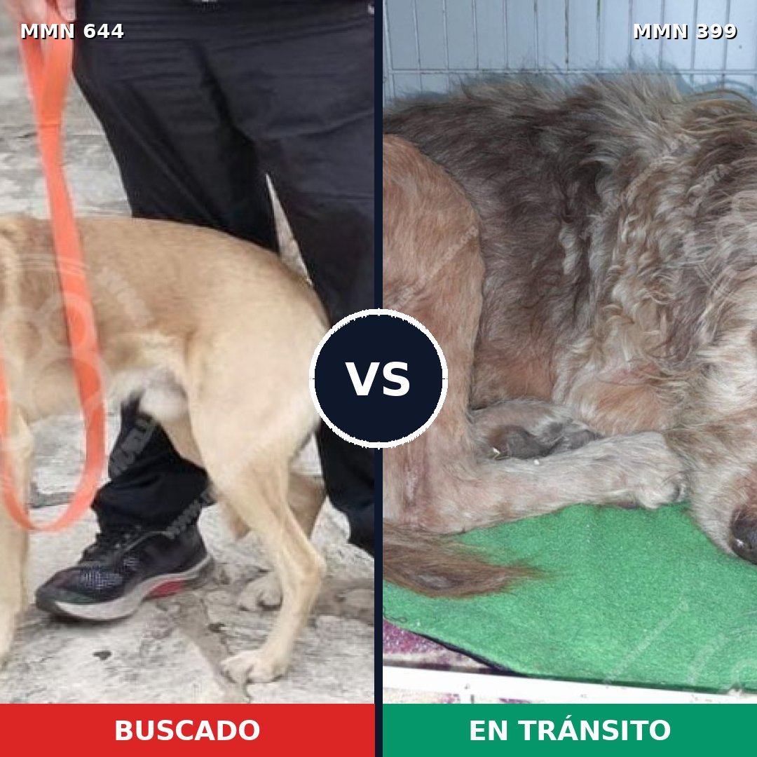 Comparativa MMS 9323: mascota perdida y mascota encontrada, 75% de similitud