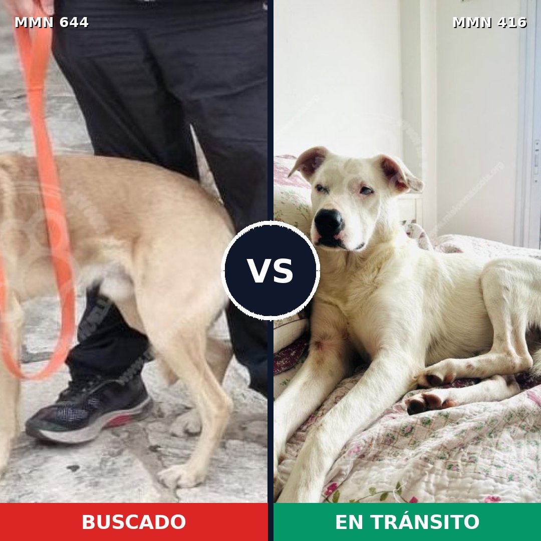 Comparativa MMS 9324: mascota perdida y mascota encontrada, 54% de similitud