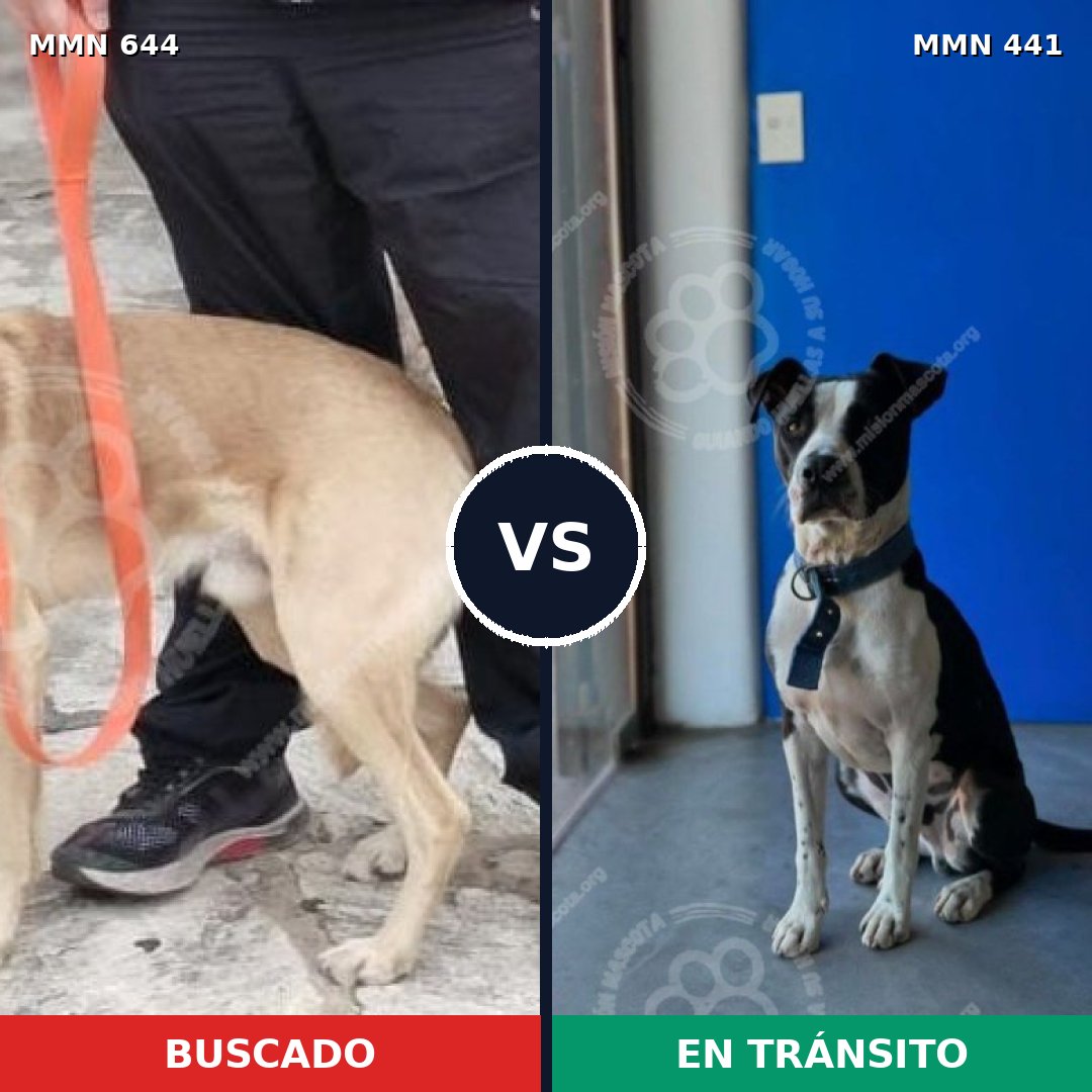 Comparativa MMS 9327: mascota perdida y mascota encontrada, 59% de similitud