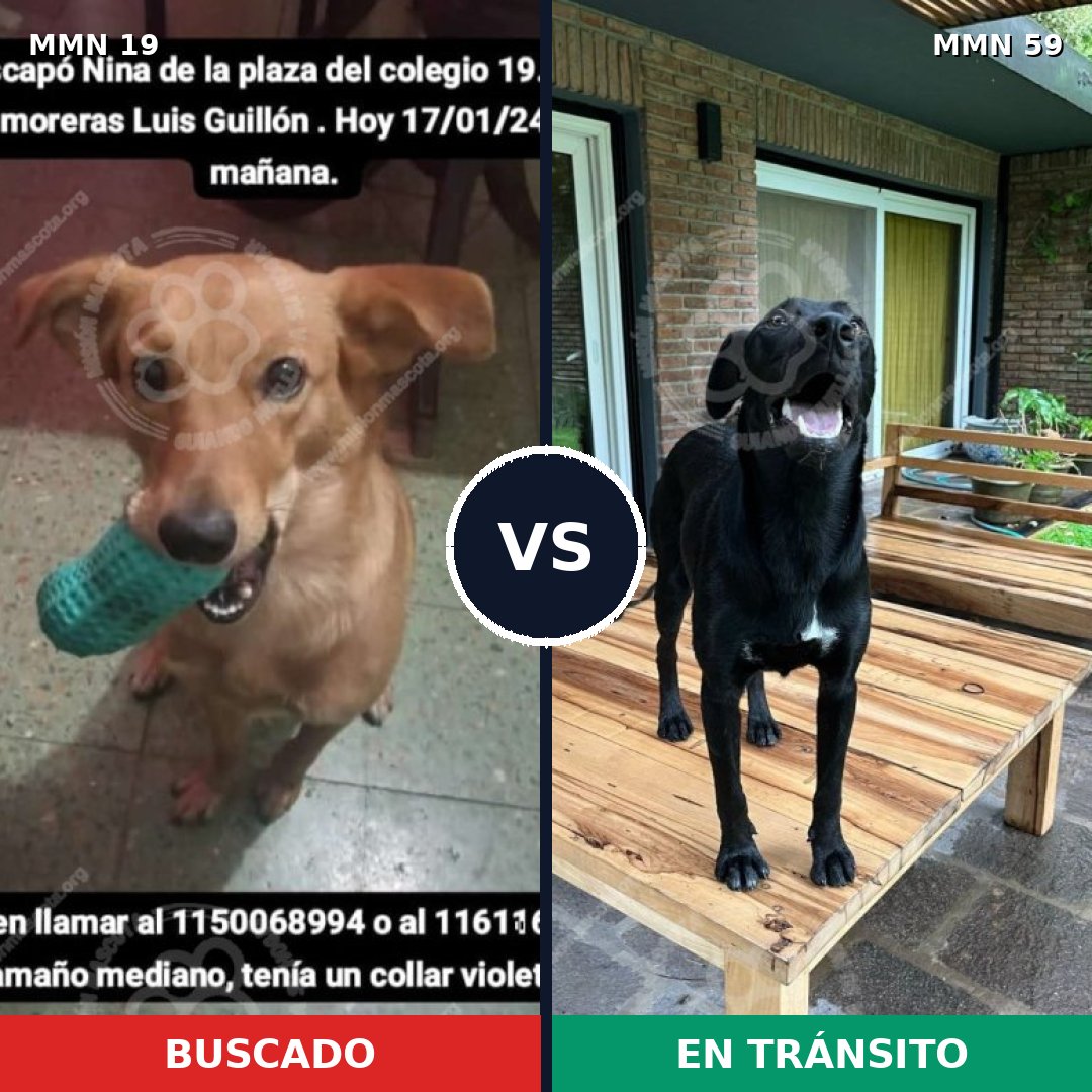 Comparativa MMS 933: mascota perdida y mascota encontrada, 56% de similitud