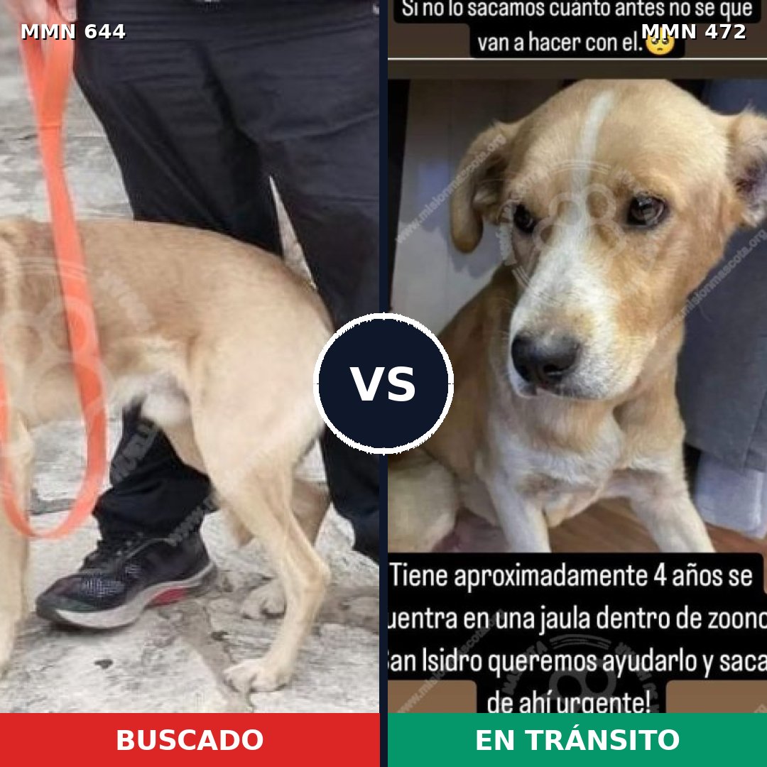 Comparativa MMS 9333: mascota perdida y mascota encontrada, 72% de similitud