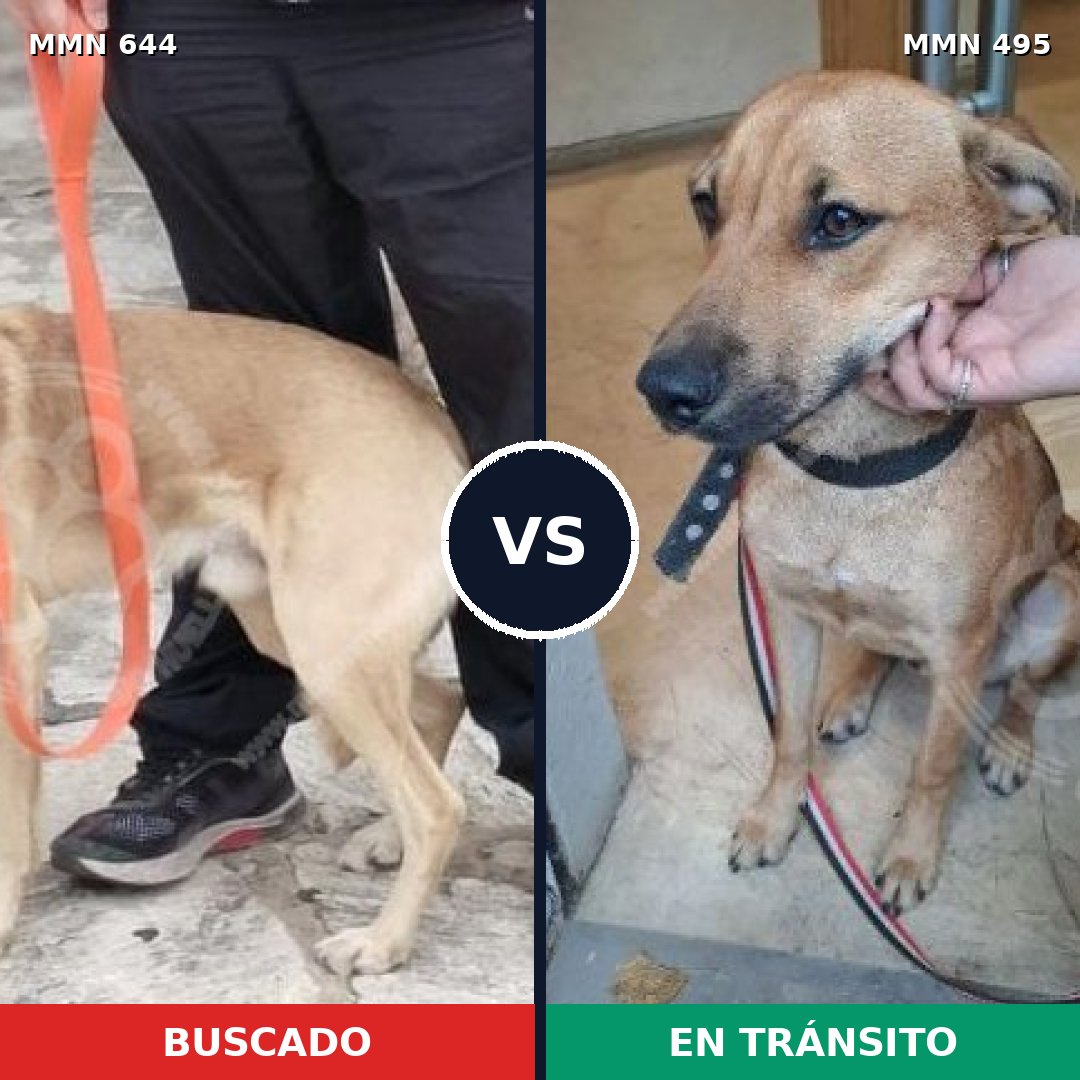Comparativa MMS 9336: mascota perdida y mascota encontrada, 75% de similitud