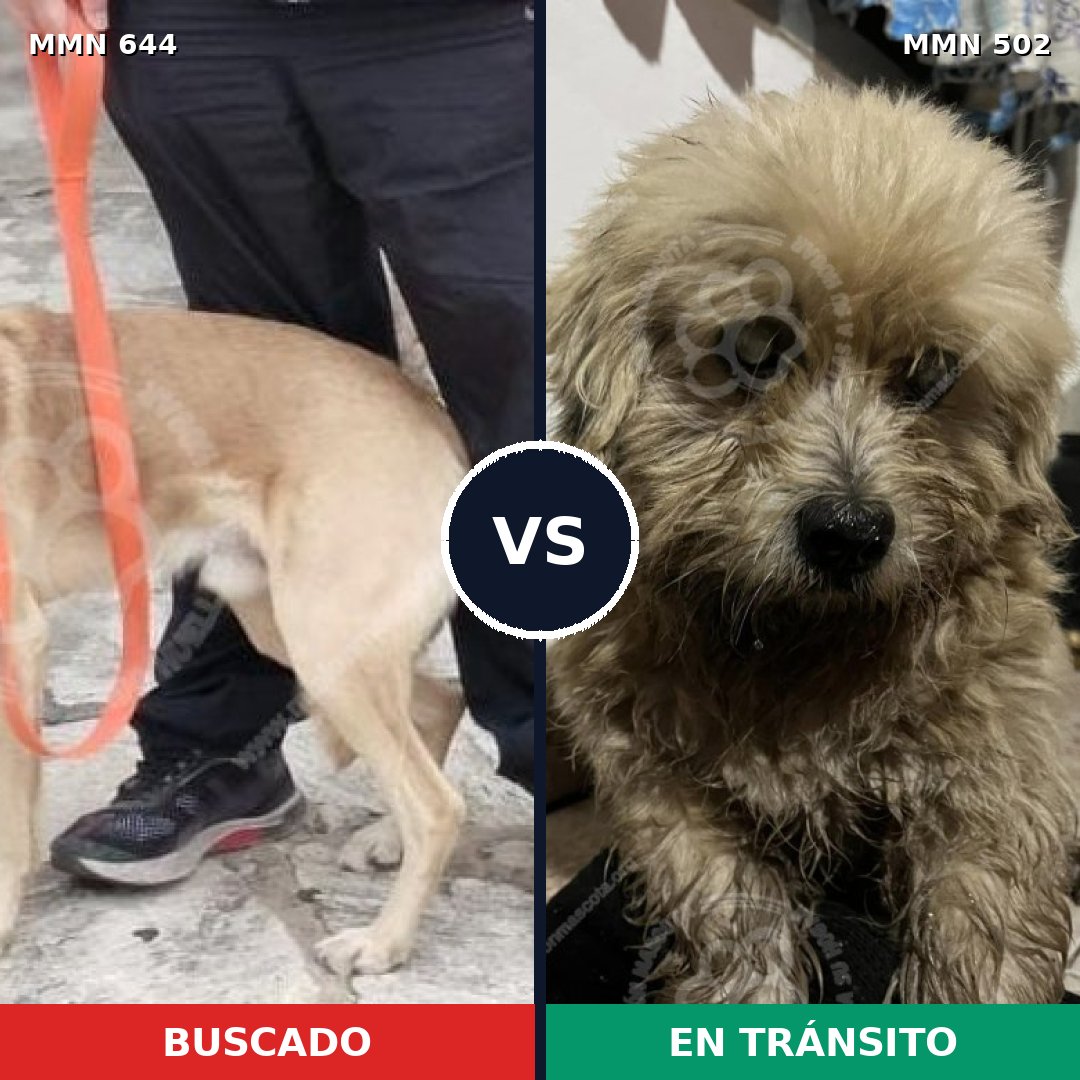Comparativa MMS 9337: mascota perdida y mascota encontrada, 60% de similitud