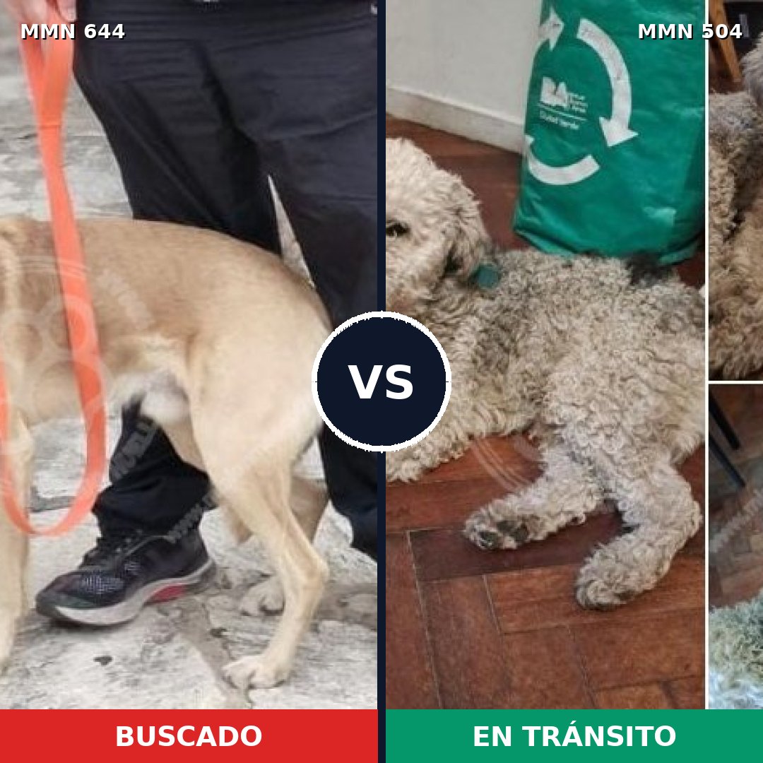 Comparativa MMS 9338: mascota perdida y mascota encontrada, 50% de similitud