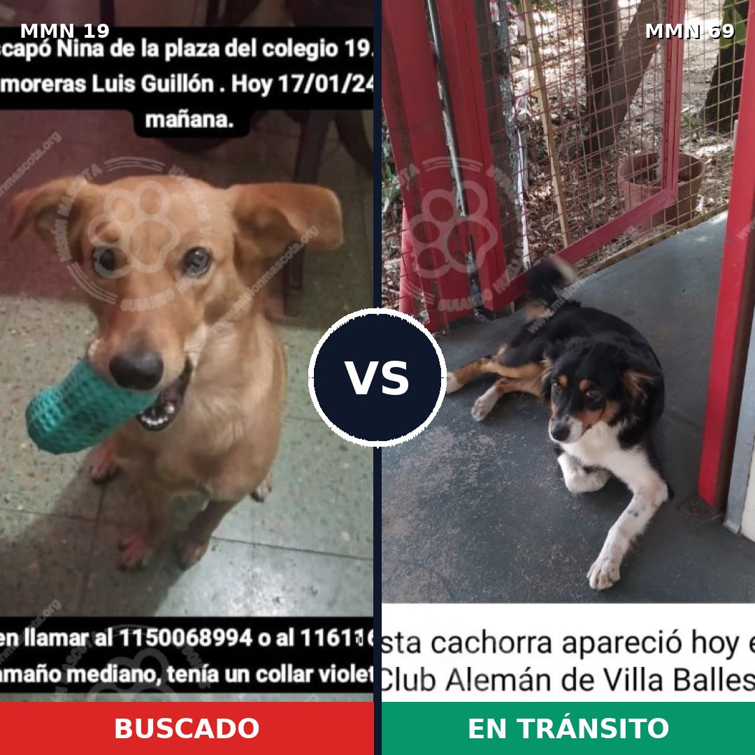 Comparativa MMS 934: mascota perdida y mascota encontrada, 78% de similitud