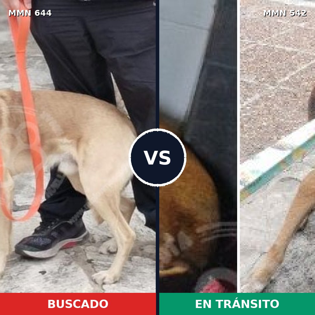 Comparativa MMS 9341: mascota perdida y mascota encontrada, 57% de similitud