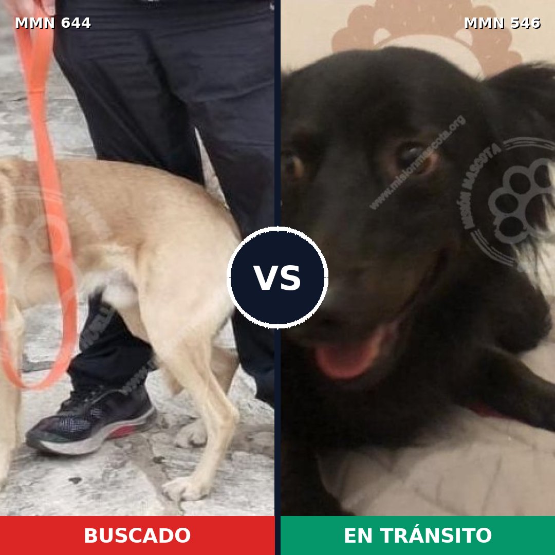 Comparativa MMS 9342: mascota perdida y mascota encontrada, 57% de similitud
