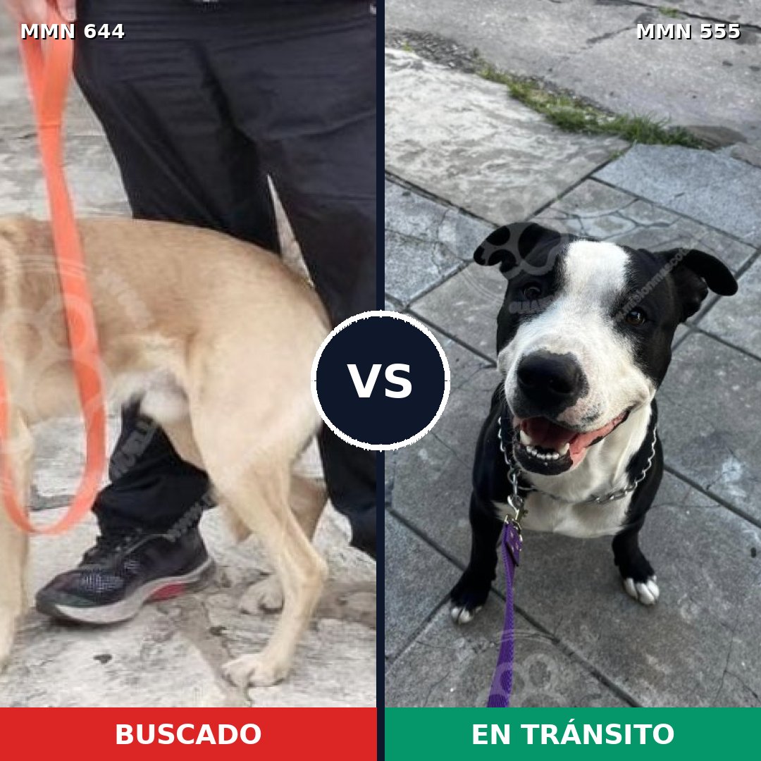 Comparativa MMS 9343: mascota perdida y mascota encontrada, 41% de similitud