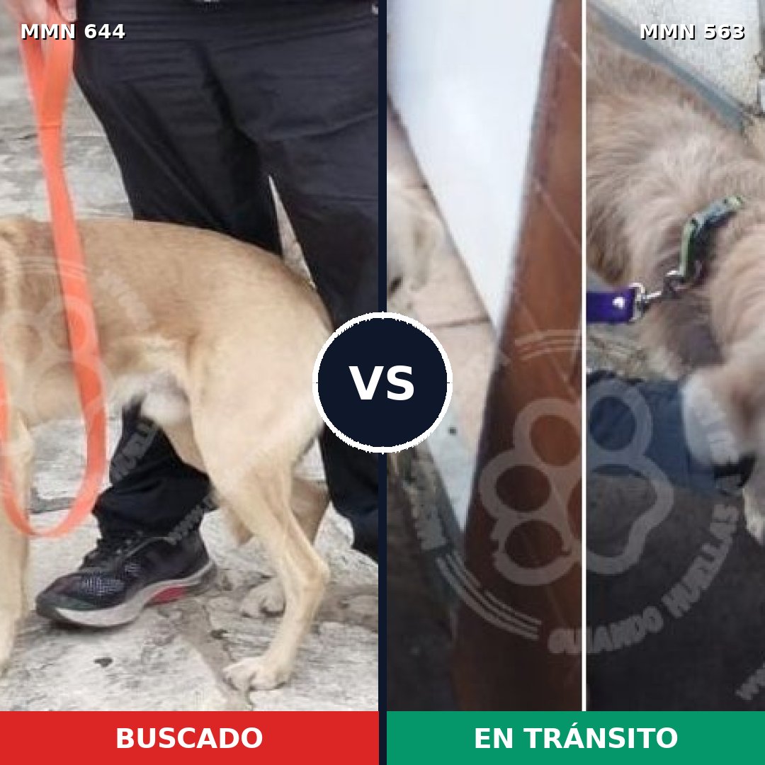 Comparativa MMS 9344: mascota perdida y mascota encontrada, 61% de similitud