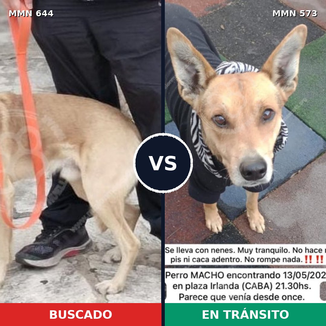 Comparativa MMS 9345: mascota perdida y mascota encontrada, 78% de similitud