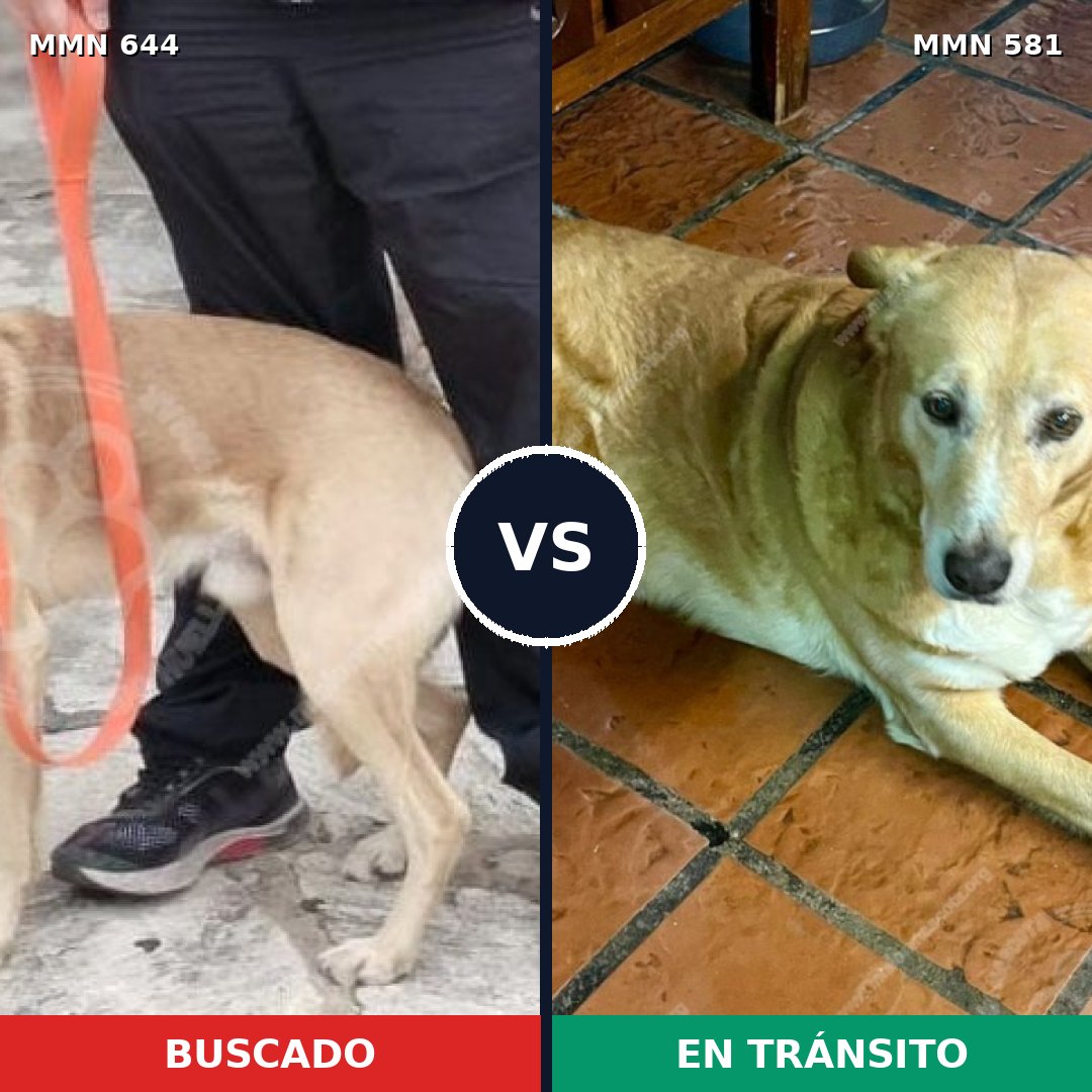 Comparativa MMS 9347: mascota perdida y mascota encontrada, 59% de similitud
