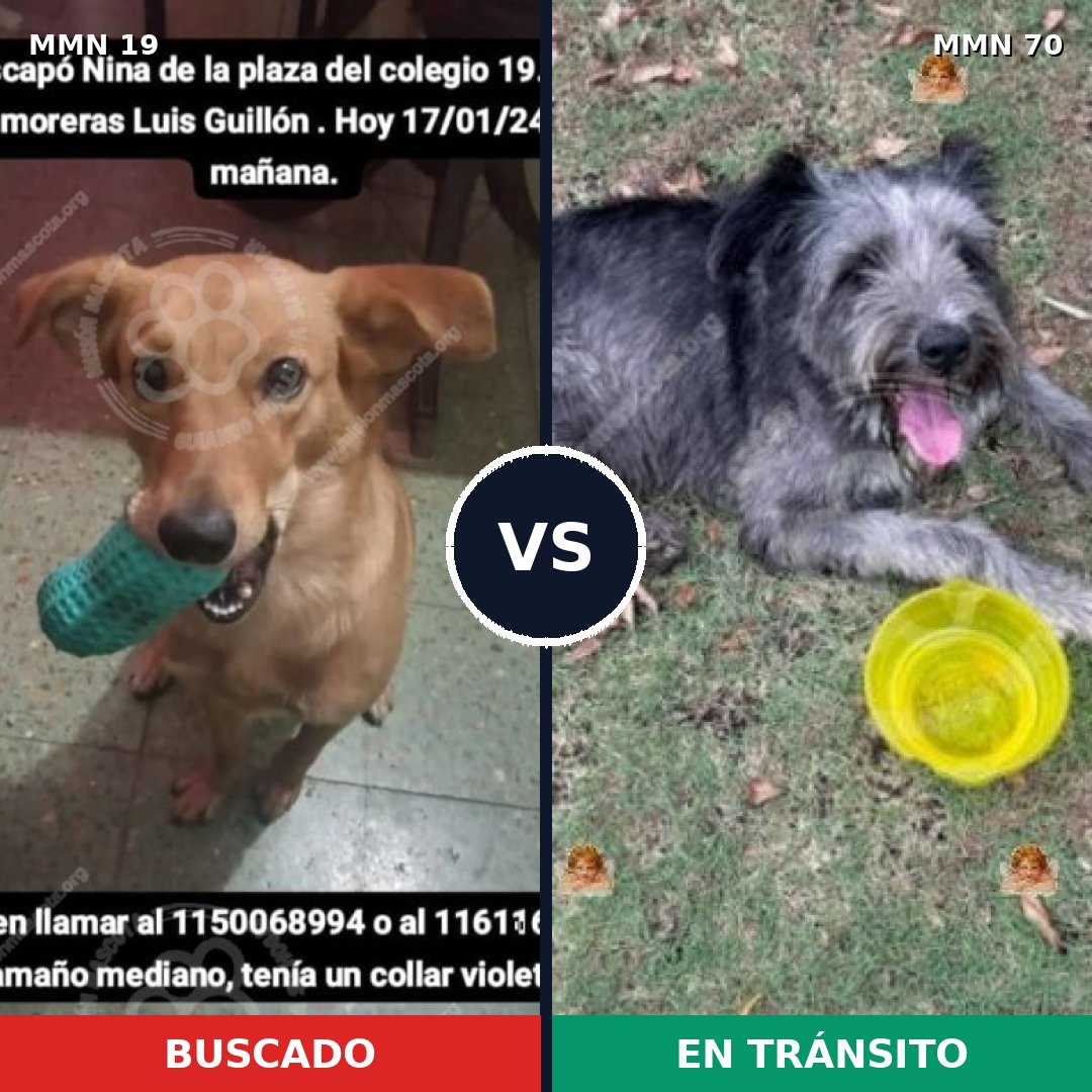 Comparativa MMS 935: mascota perdida y mascota encontrada, 74% de similitud