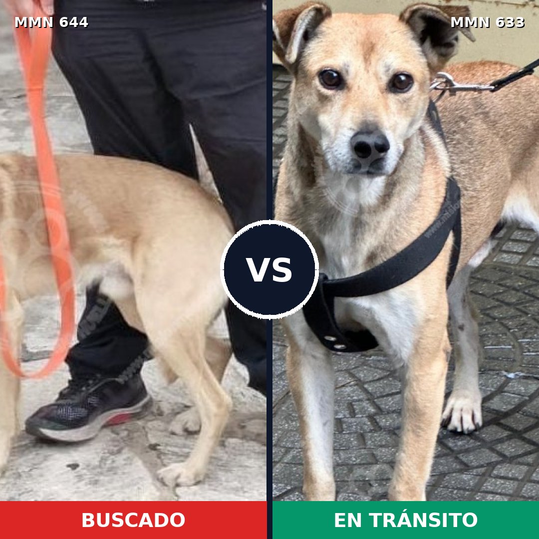 Comparativa MMS 9351: mascota perdida y mascota encontrada, 71% de similitud