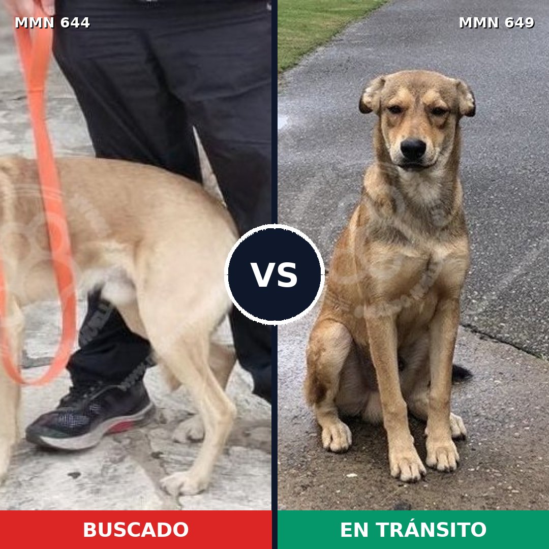 Comparativa MMS 9353: mascota perdida y mascota encontrada, 36% de similitud