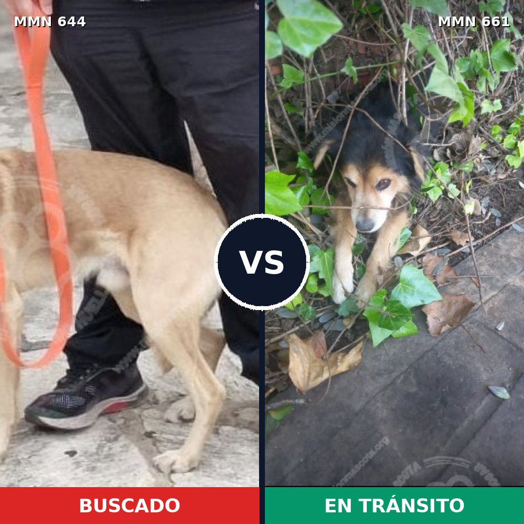 Comparativa MMS 9354: mascota perdida y mascota encontrada, 38% de similitud