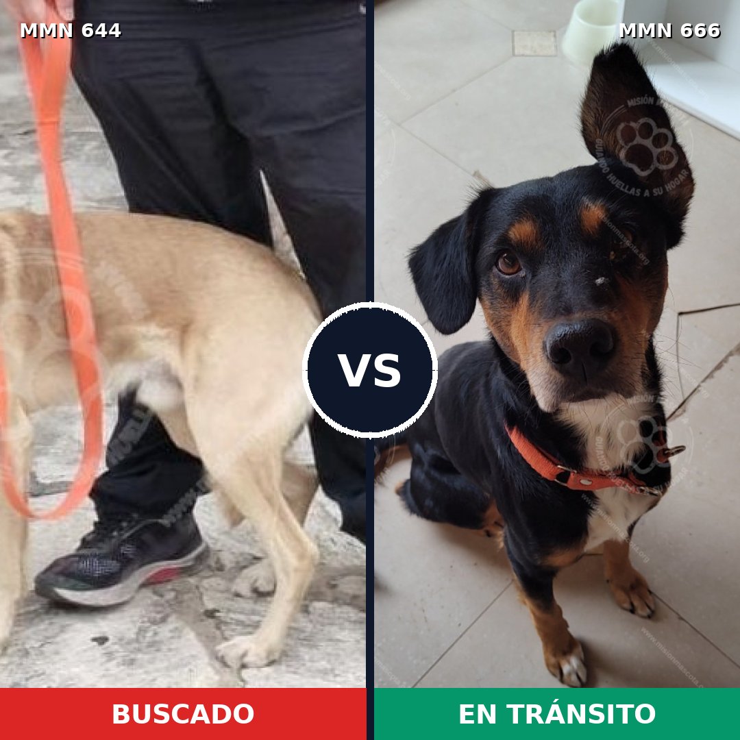 Comparativa MMS 9356: mascota perdida y mascota encontrada, 49% de similitud