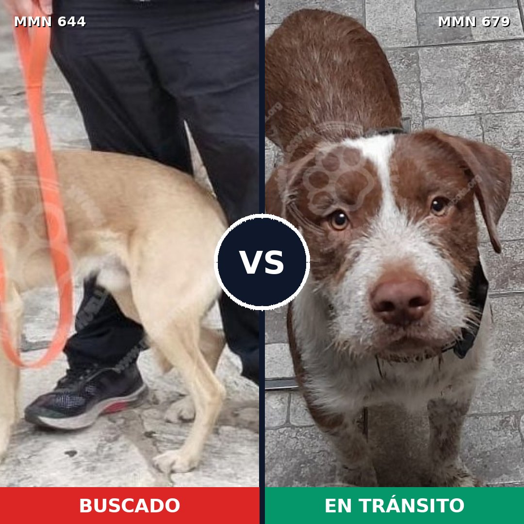 Comparativa MMS 9357: mascota perdida y mascota encontrada, 58% de similitud