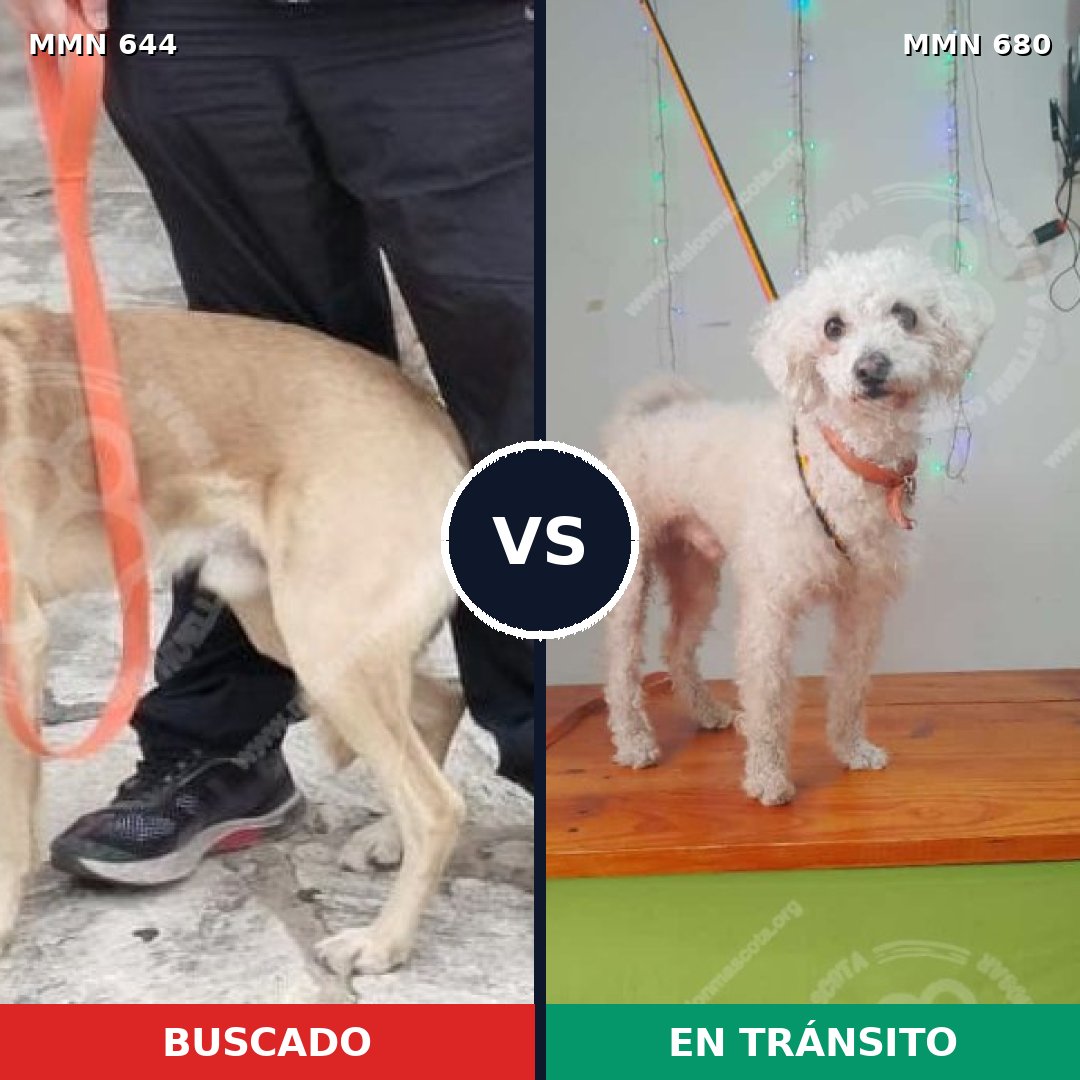 Comparativa MMS 9358: mascota perdida y mascota encontrada, 39% de similitud