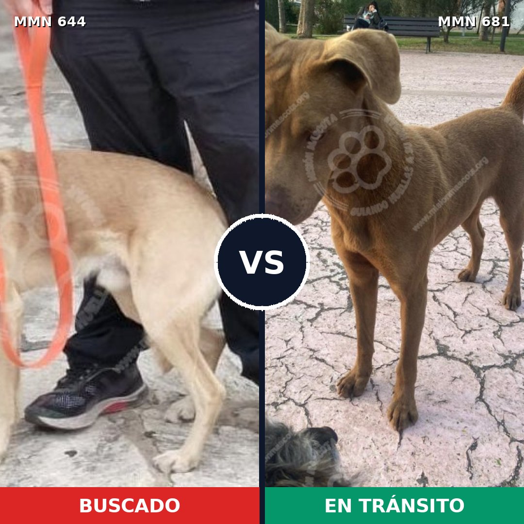 Comparativa MMS 9359: mascota perdida y mascota encontrada, 34% de similitud