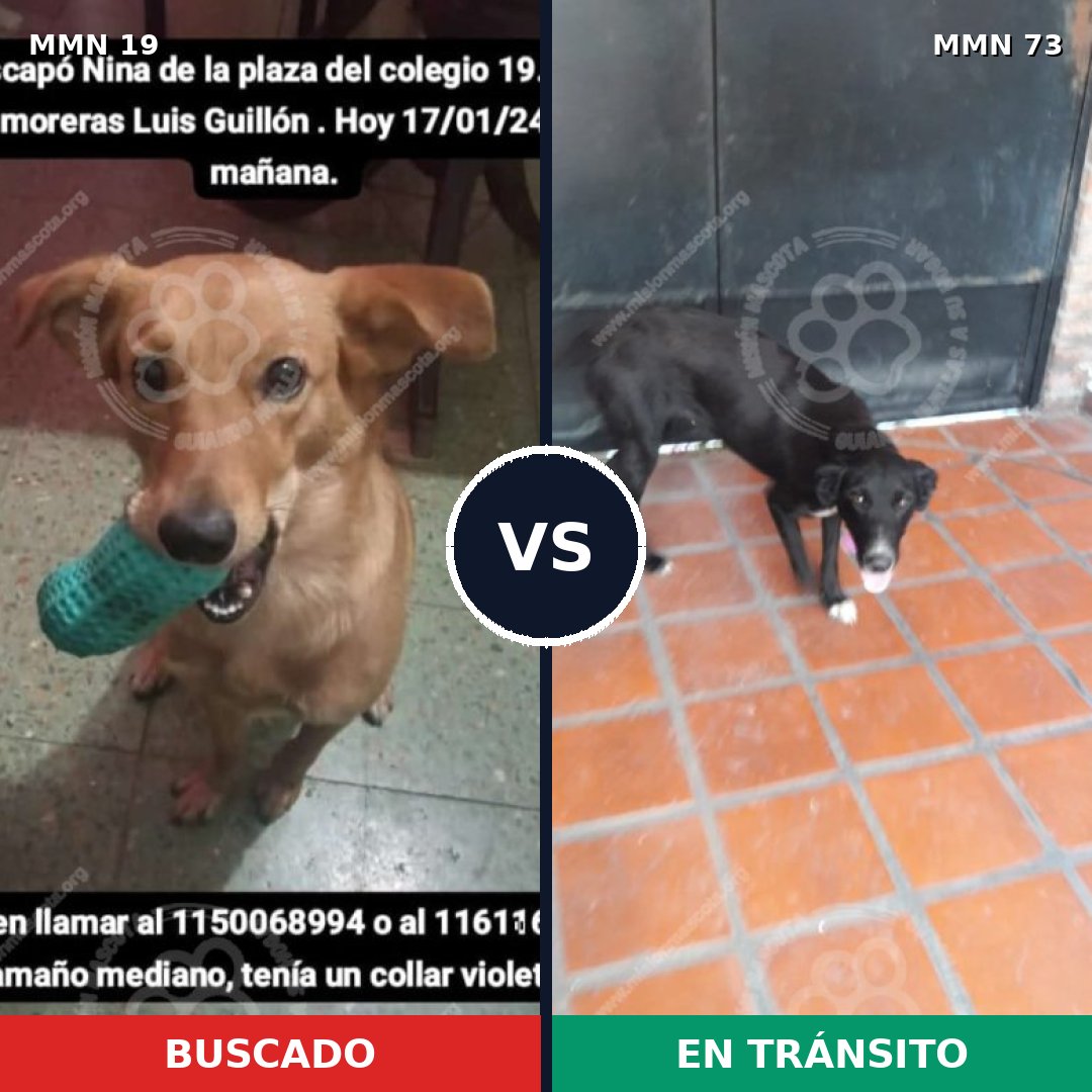 Comparativa MMS 936: mascota perdida y mascota encontrada, 76% de similitud