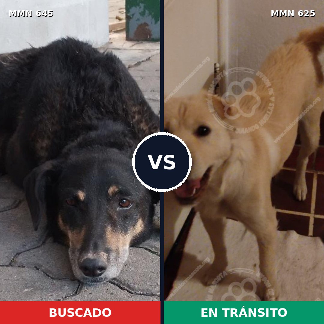 Comparativa MMS 9361: mascota perdida y mascota encontrada, 65% de similitud