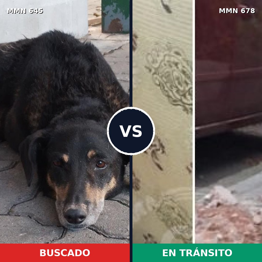 Comparativa MMS 9362: mascota perdida y mascota encontrada, 75% de similitud