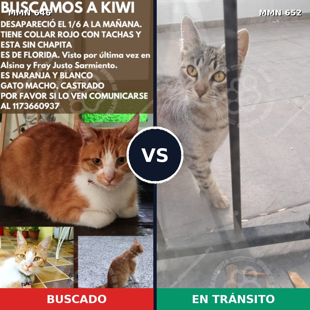 Comparativa MMS 9363: mascota perdida y mascota encontrada, 69% de similitud
