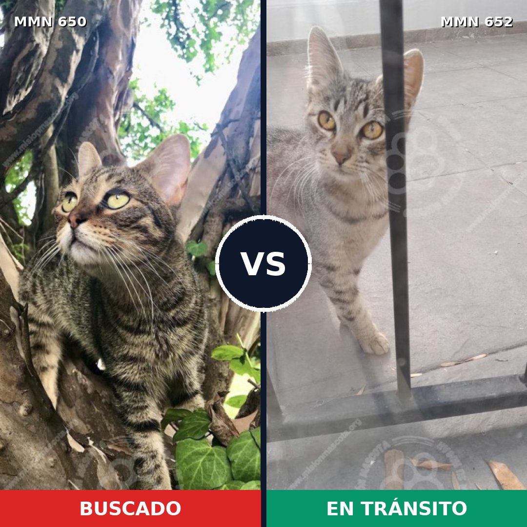 Comparativa MMS 9364: mascota perdida y mascota encontrada, 47% de similitud