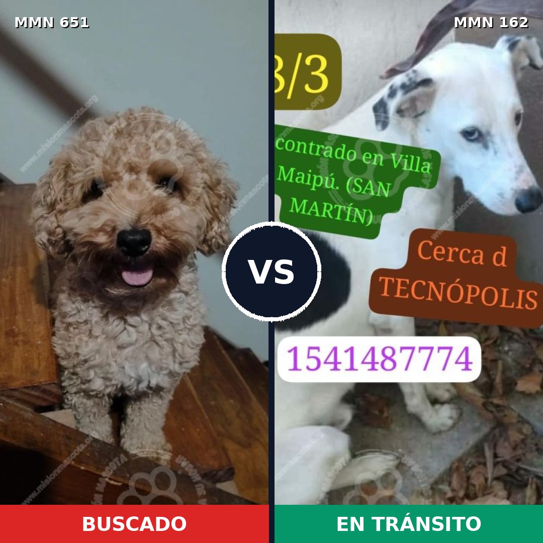 Comparativa MMS 9368: mascota perdida y mascota encontrada, 18% de similitud