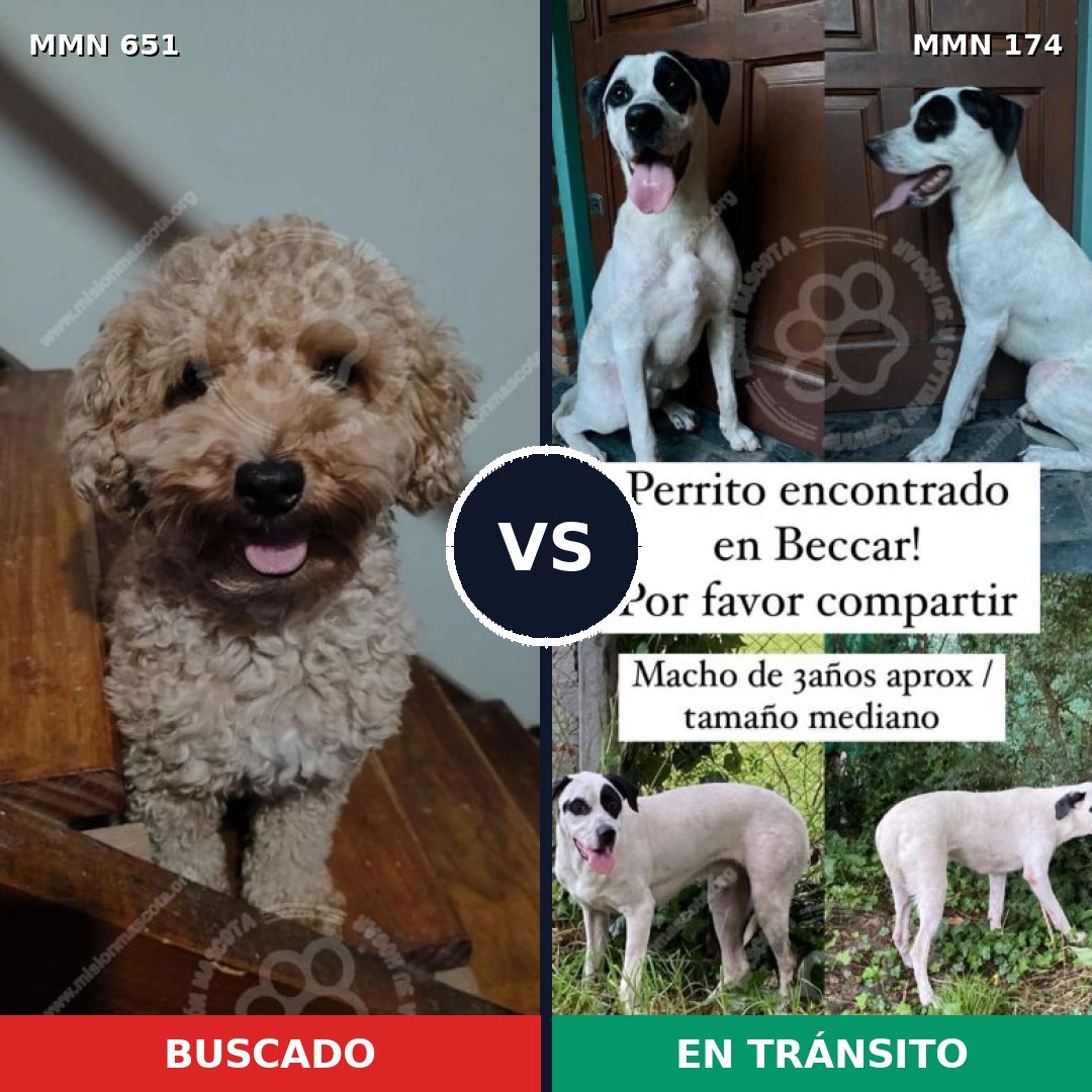 Comparativa MMS 9369: mascota perdida y mascota encontrada, 18% de similitud