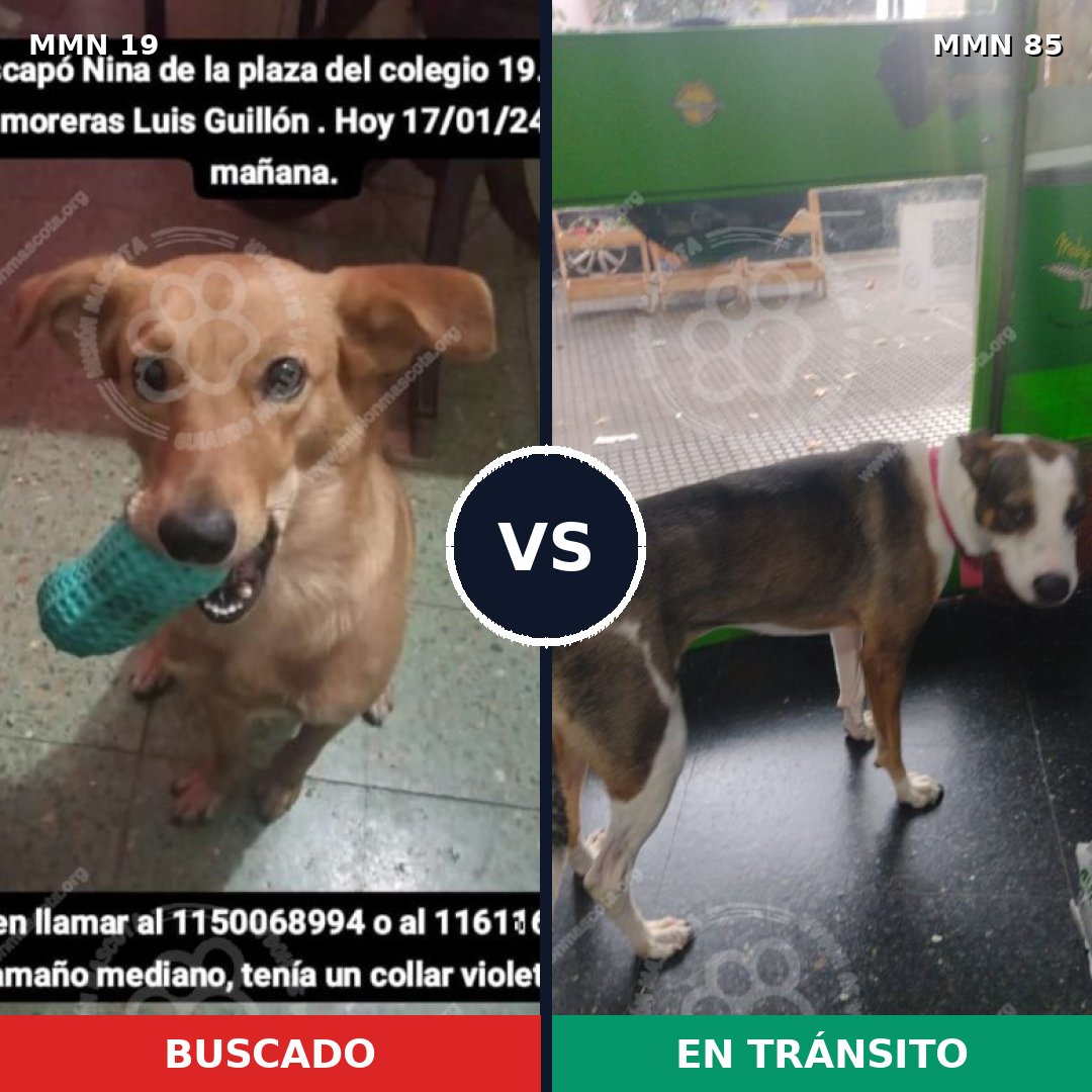 Comparativa MMS 937: mascota perdida y mascota encontrada, 61% de similitud