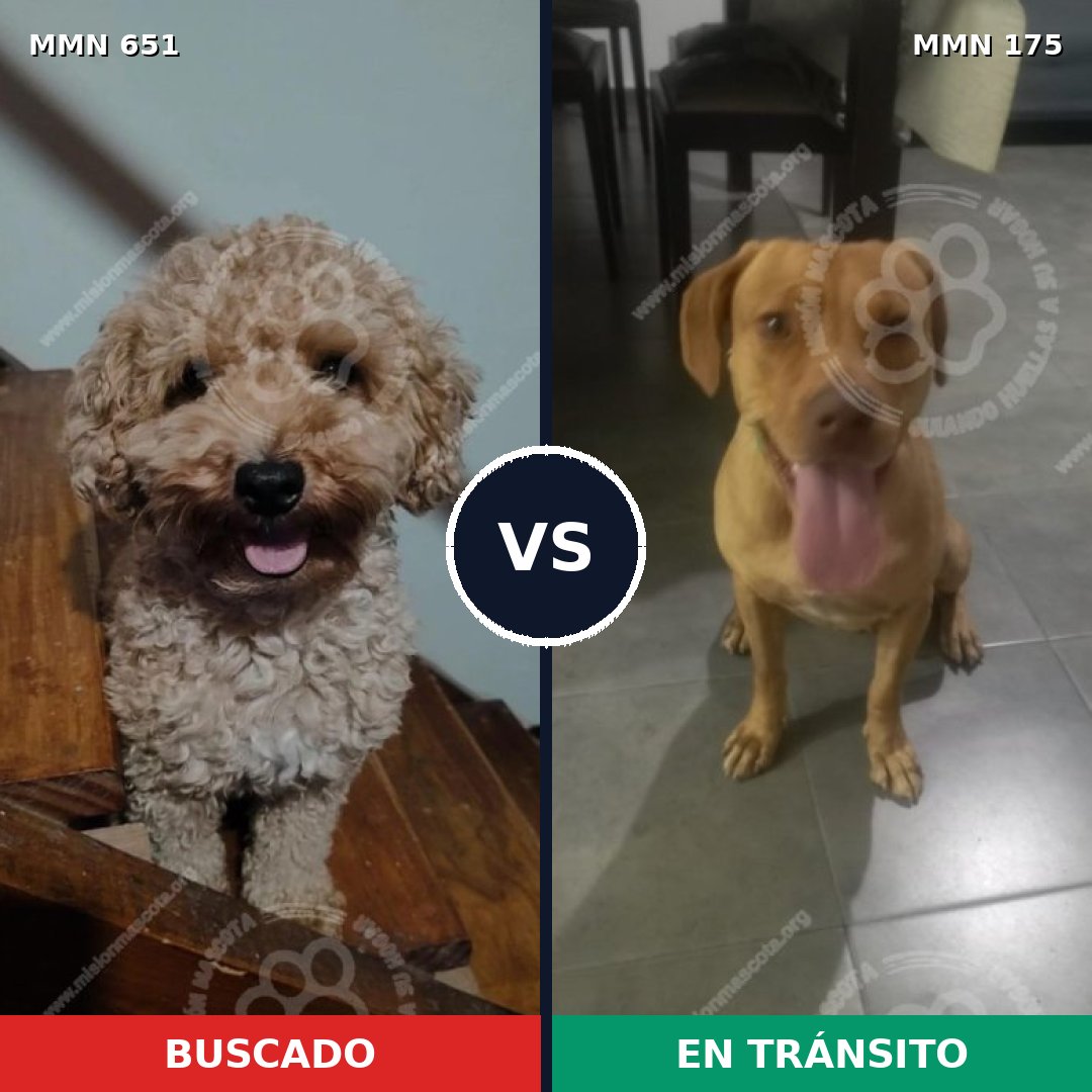 Comparativa MMS 9370: mascota perdida y mascota encontrada, 19% de similitud
