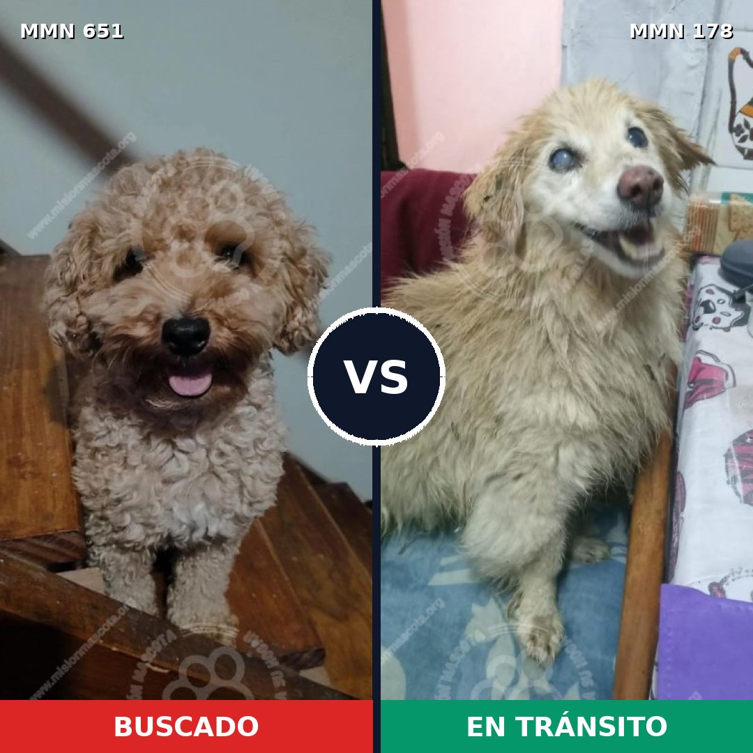 Comparativa MMS 9371: mascota perdida y mascota encontrada, 28% de similitud