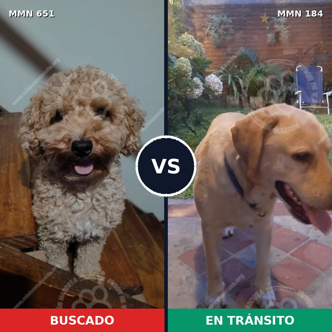 Comparativa MMS 9372: mascota perdida y mascota encontrada, 32% de similitud
