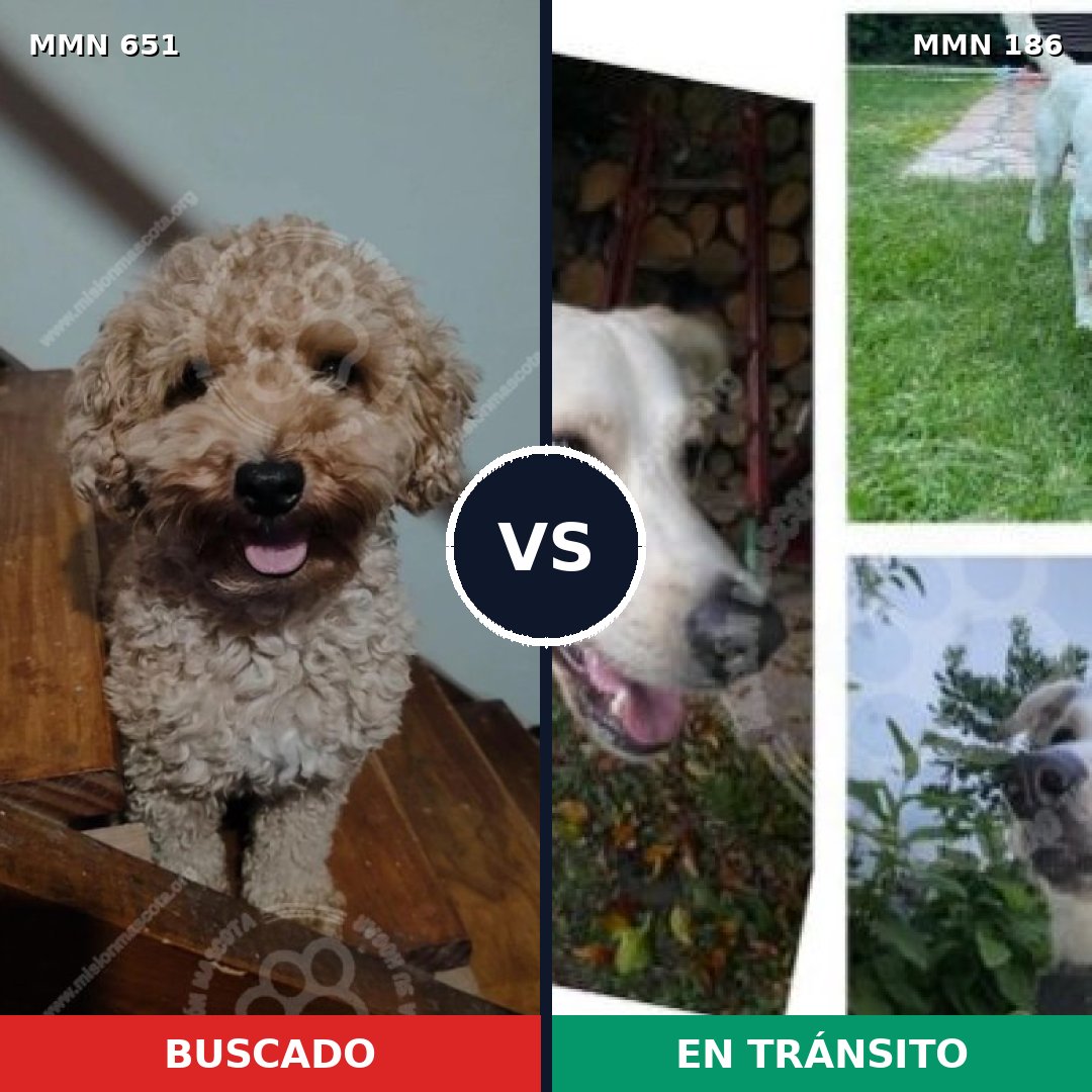 Comparativa MMS 9373: mascota perdida y mascota encontrada, 32% de similitud