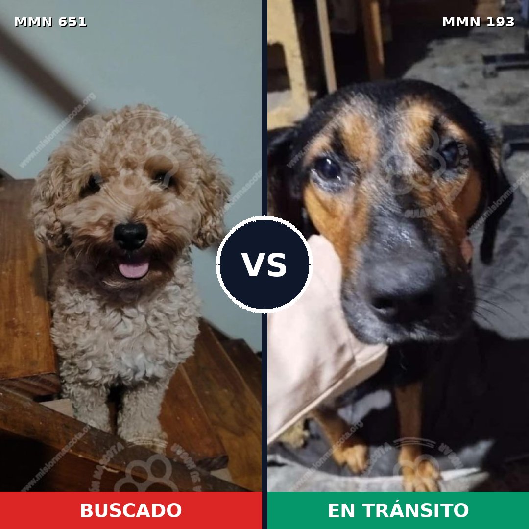 Comparativa MMS 9375: mascota perdida y mascota encontrada, 13% de similitud