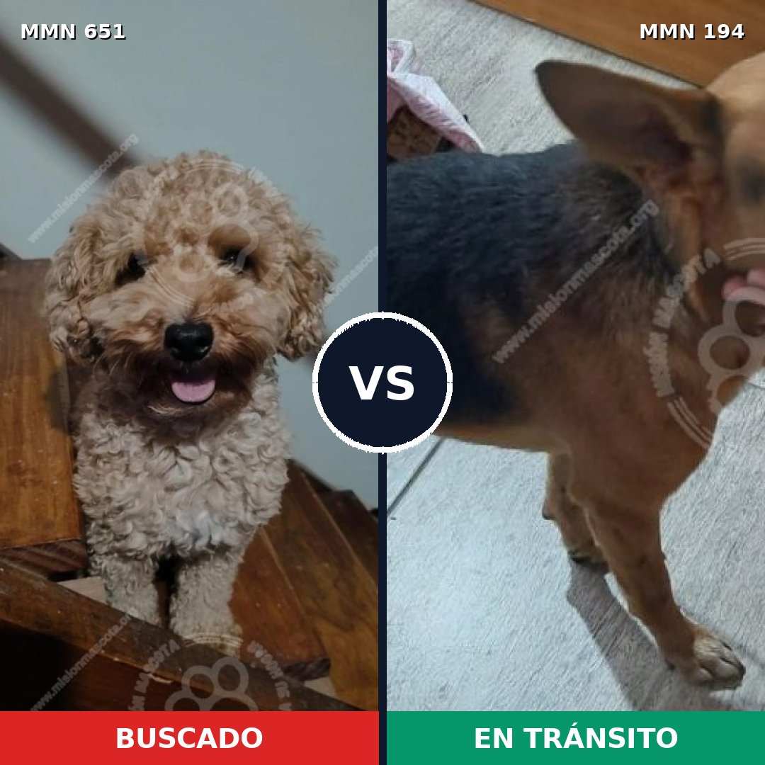 Comparativa MMS 9376: mascota perdida y mascota encontrada, 20% de similitud