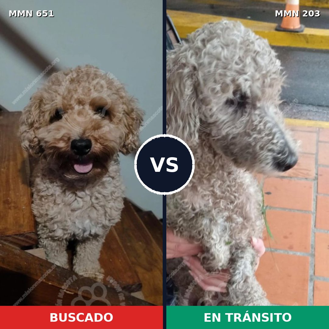 Comparativa MMS 9377: mascota perdida y mascota encontrada, 32% de similitud