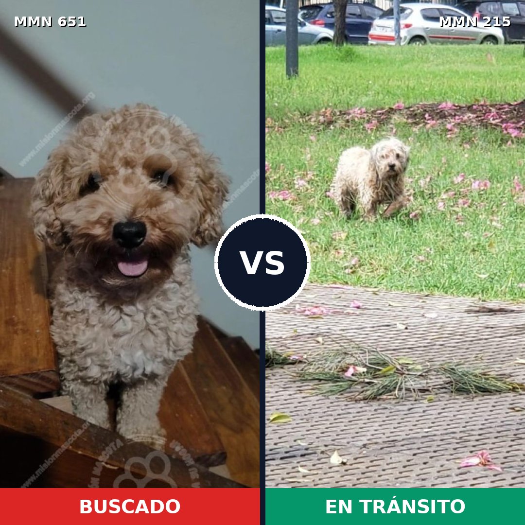 Comparativa MMS 9378: mascota perdida y mascota encontrada, 41% de similitud