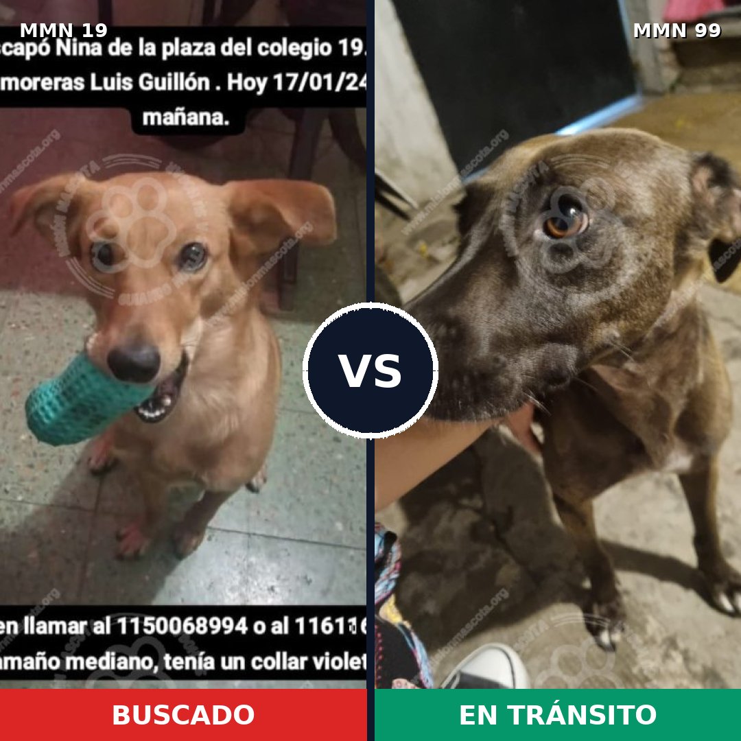 Comparativa MMS 938: mascota perdida y mascota encontrada, 71% de similitud