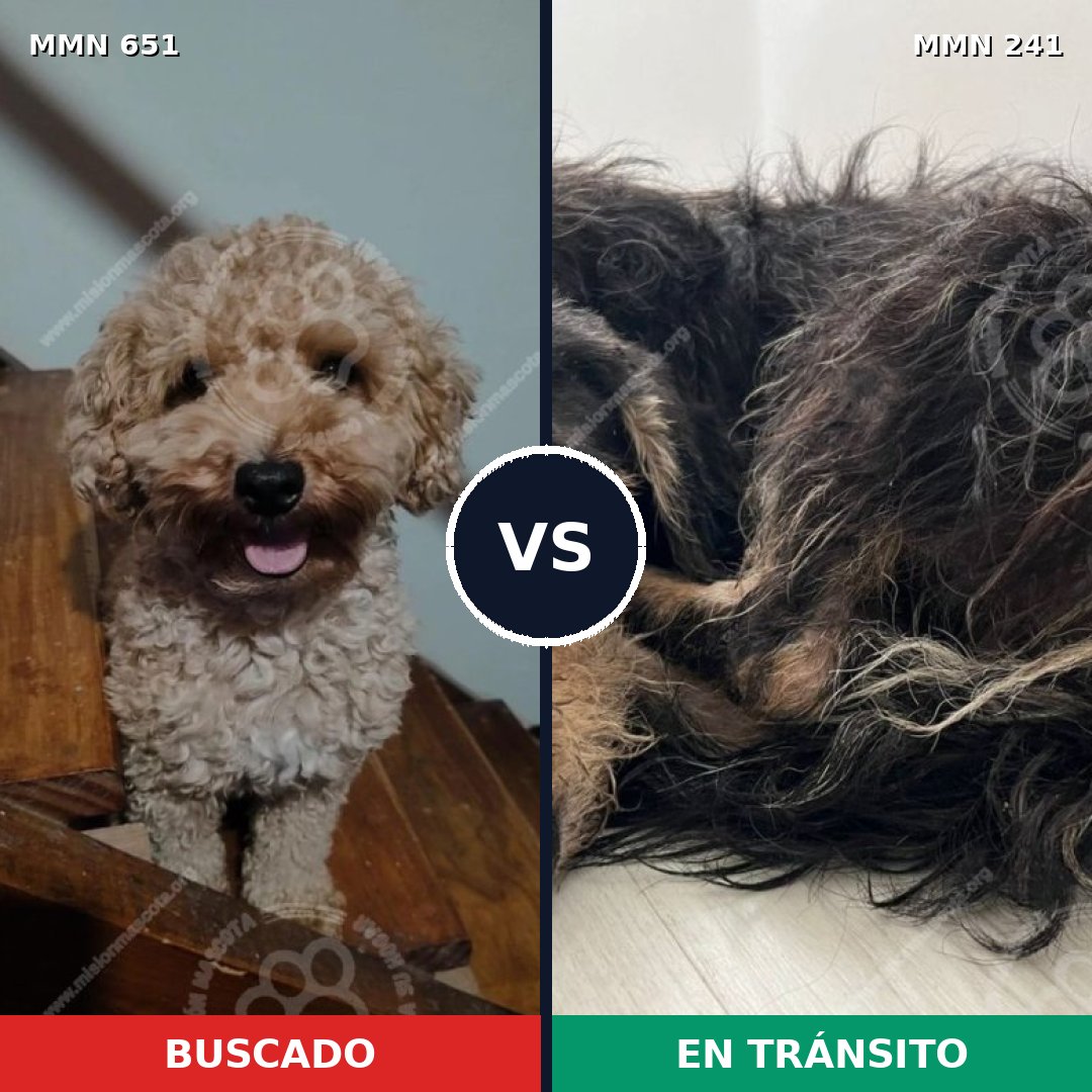 Comparativa MMS 9380: mascota perdida y mascota encontrada, 34% de similitud