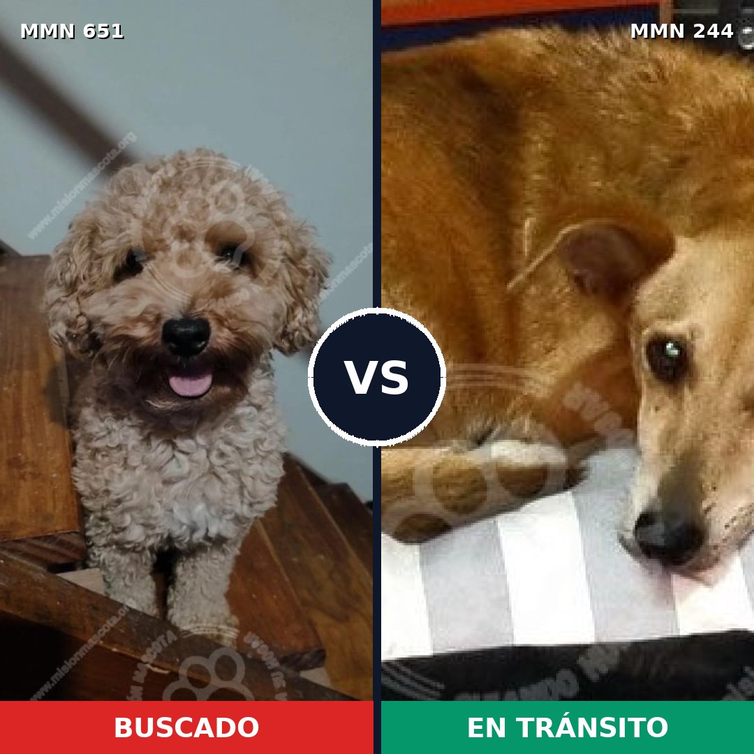 Comparativa MMS 9381: mascota perdida y mascota encontrada, 20% de similitud