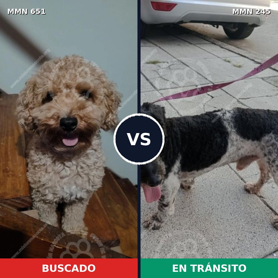 Comparativa MMS 9382: mascota perdida y mascota encontrada, 19% de similitud
