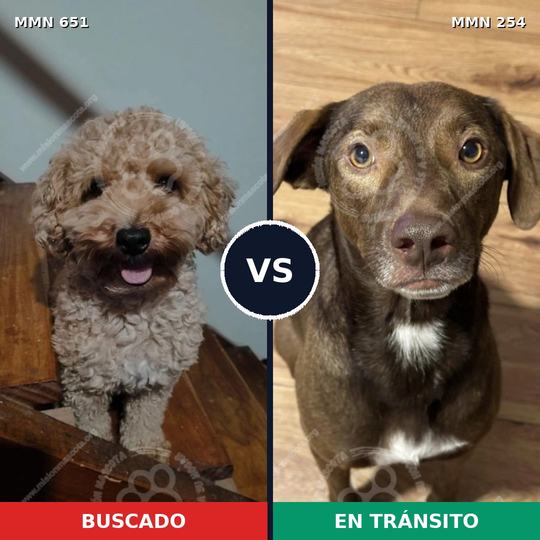 Comparativa MMS 9385: mascota perdida y mascota encontrada, 19% de similitud