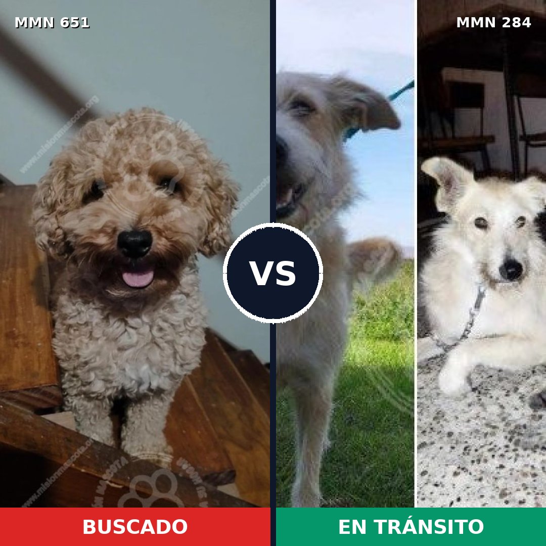 Comparativa MMS 9390: mascota perdida y mascota encontrada, 32% de similitud