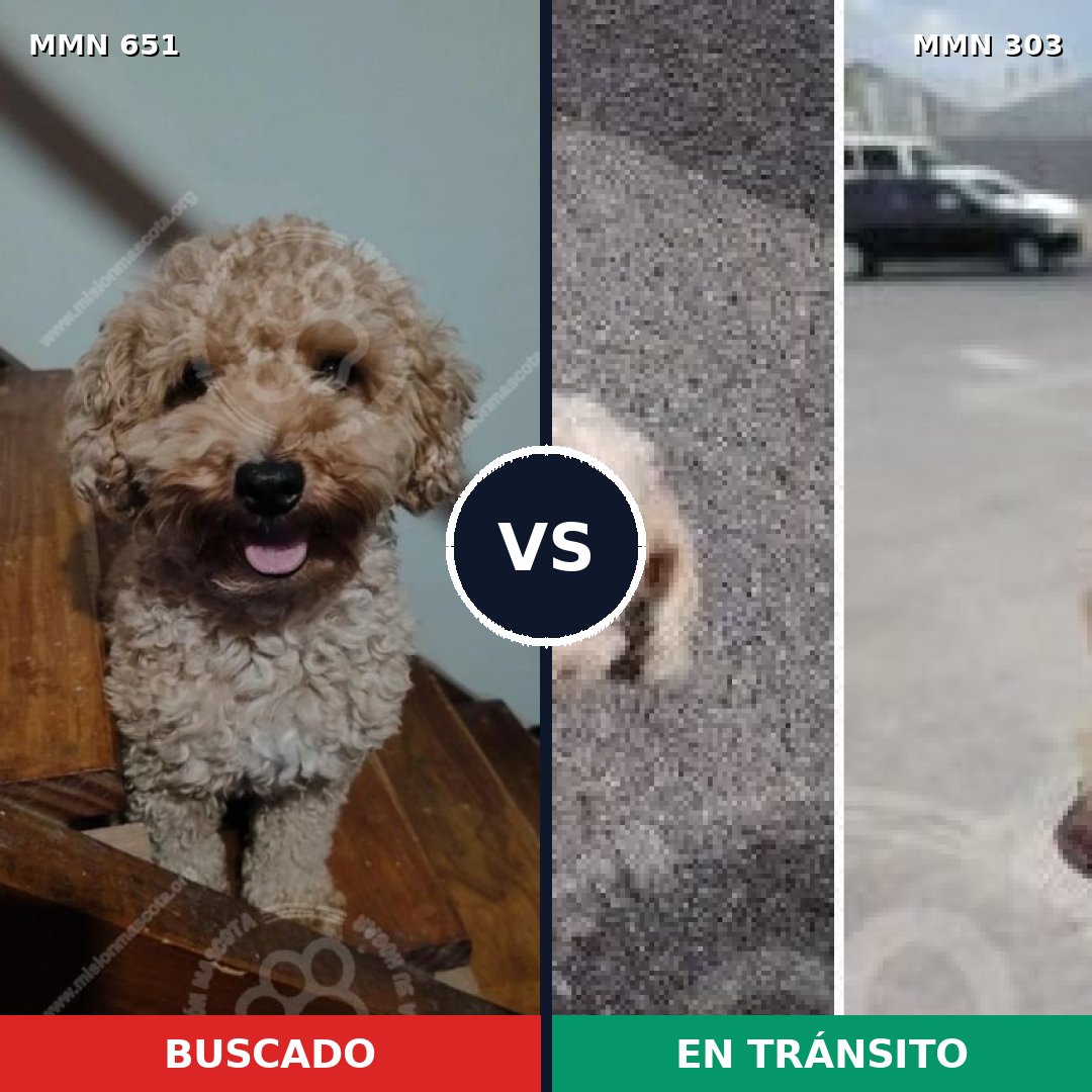 Comparativa MMS 9391: mascota perdida y mascota encontrada, 38% de similitud
