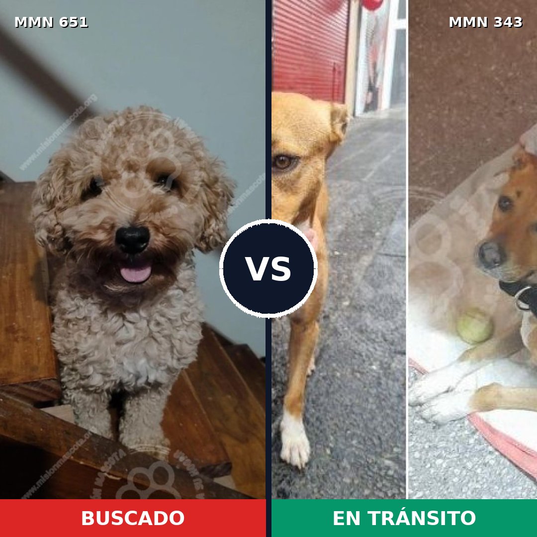Comparativa MMS 9395: mascota perdida y mascota encontrada, 30% de similitud