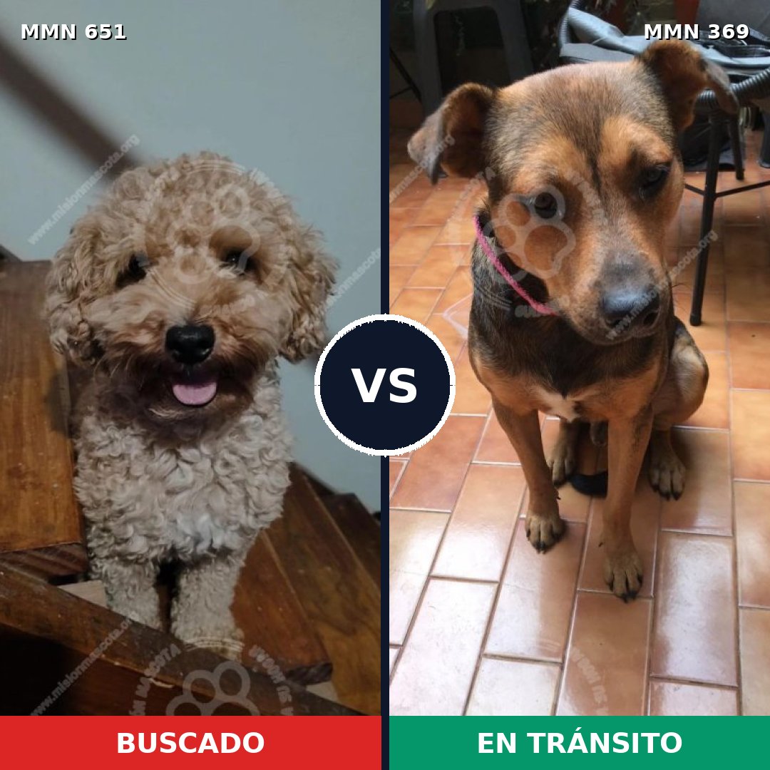 Comparativa MMS 9396: mascota perdida y mascota encontrada, 26% de similitud