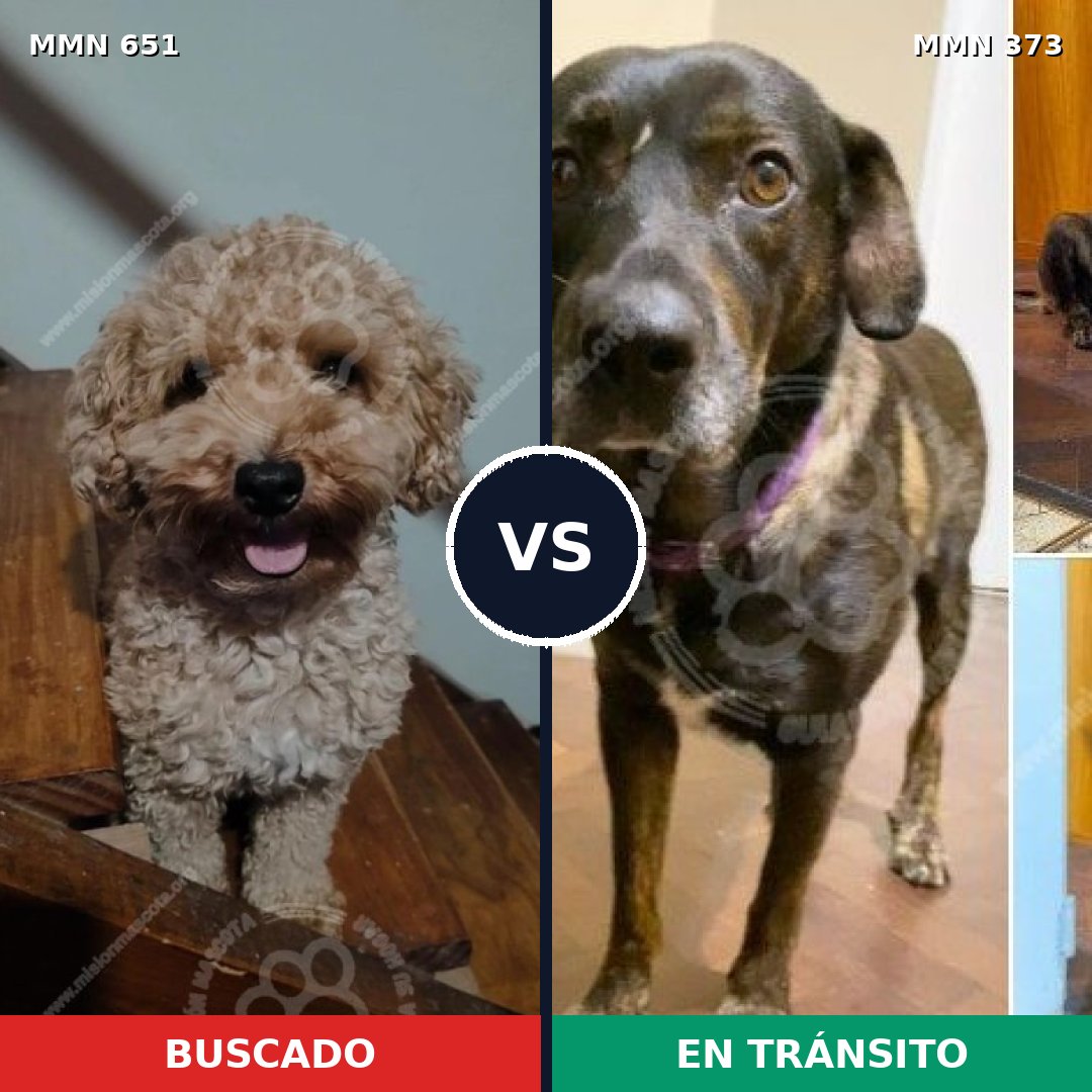 Comparativa MMS 9397: mascota perdida y mascota encontrada, 25% de similitud