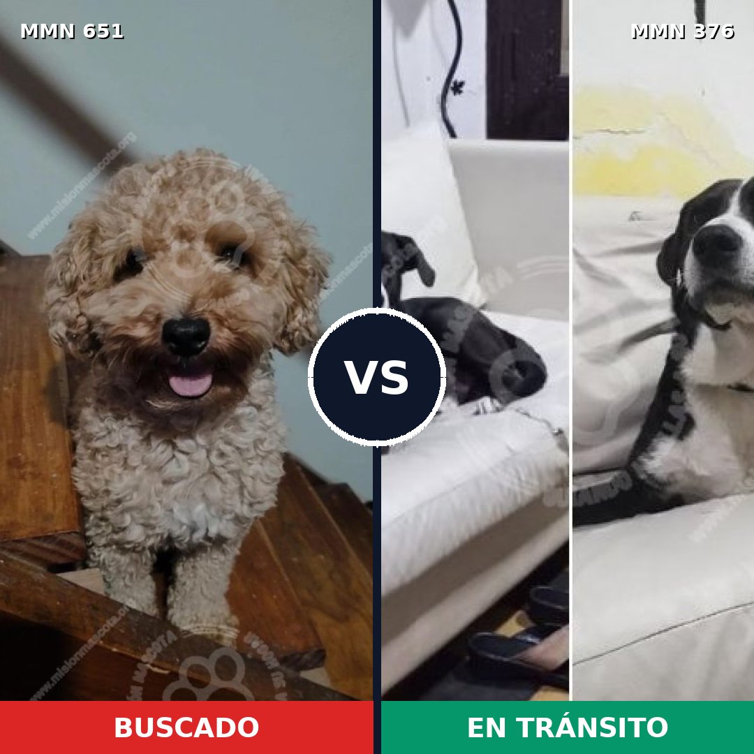 Comparativa MMS 9398: mascota perdida y mascota encontrada, 26% de similitud